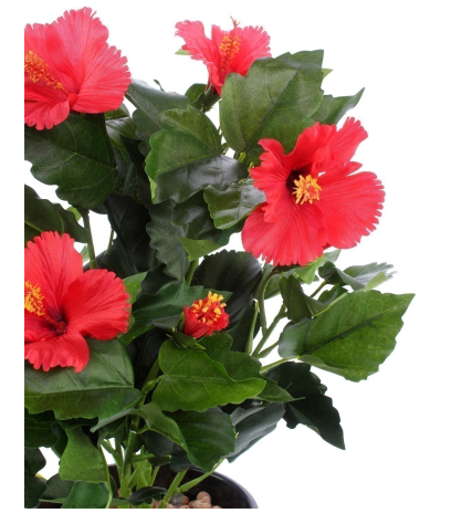 Petit hibiscus rouge