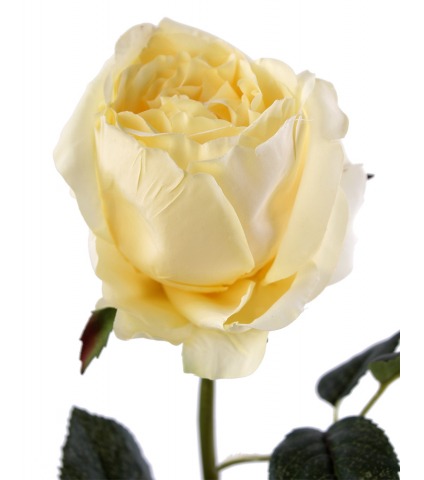 Rose ancienne artificielle