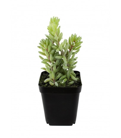 Mini succulente queue d'âne artificielle