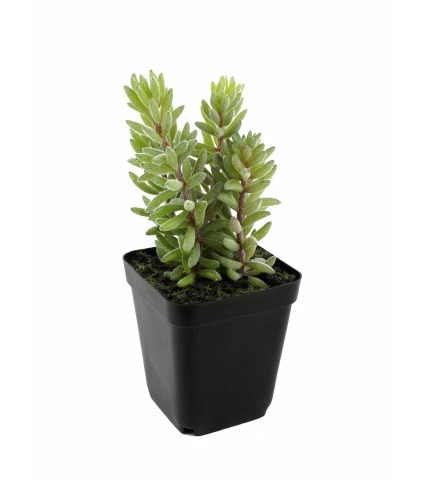 Mini succulente queue d'âne artificielle