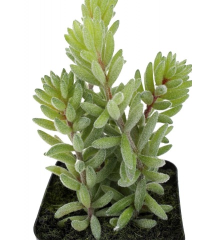 Mini succulente queue d'âne artificielle