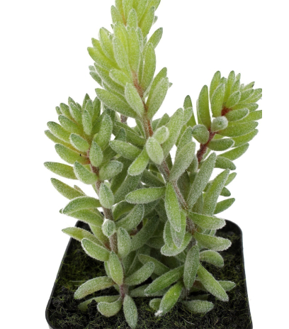 Mini succulente queue d'âne artificielle