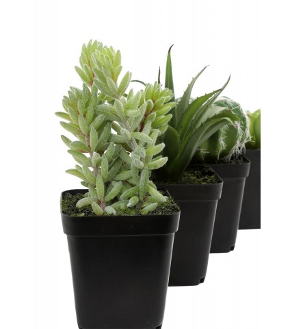 Mini succulente queue d'âne artificielle