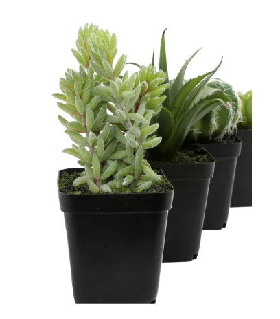 Mini succulente queue d'âne artificielle
