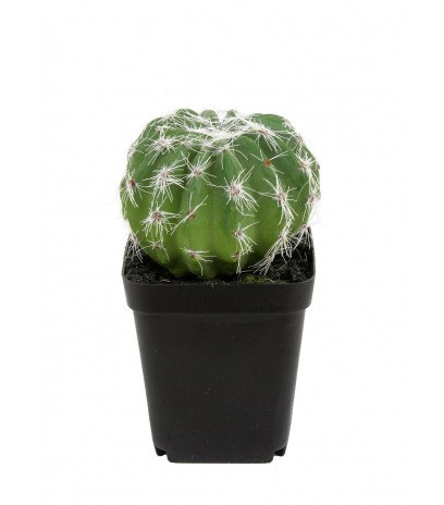 Mini cactus boule artificiel