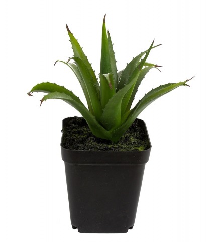Mini aloé ferox artificiel