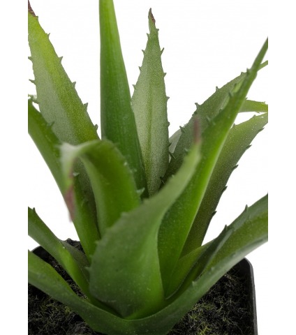Mini aloé ferox artificiel