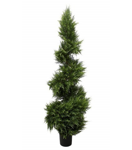 Cypres juniperus spirale fine