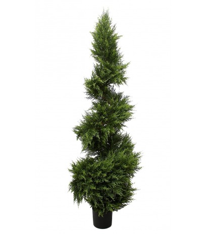Cypres juniperus spirale fine