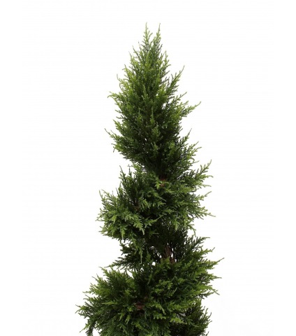 Cypres juniperus spirale fine