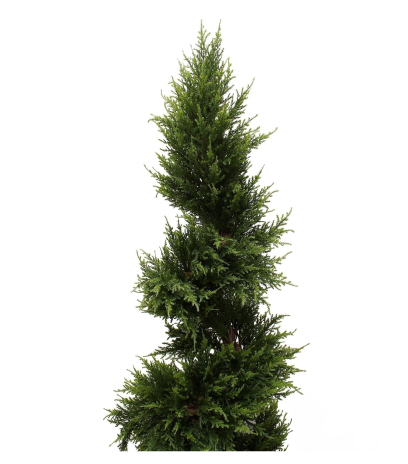 Cypres juniperus spirale fine
