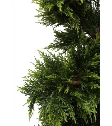Cypres juniperus spirale fine