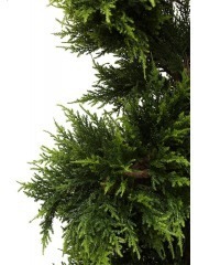 Cypres juniperus spirale fine