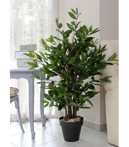 Dracaena artificiel surculosa