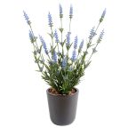 Plantes fleuries pour ext&eacute;rieur