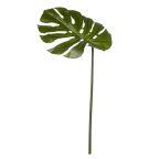 Feuilles tropicales
