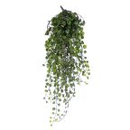 Plantes tropicales ext&eacute;rieur