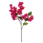 Feuillage fleuri